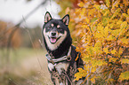 Shiba Inu R�de