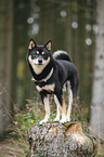 Shiba Inu R�de