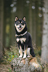 Shiba Inu R�de