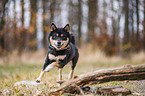 Shiba Inu R�de