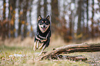 Shiba Inu R�de