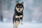 Shiba Inu R�de