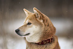 Shiba Inu