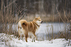 Shiba Inu