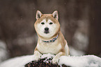 Shiba Inu