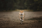 Shiba Inu