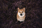 Shiba Inu