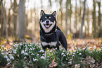 Shiba Inu R�de