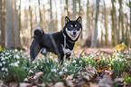 Shiba Inu R�de