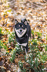 Shiba Inu R�de