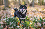 Shiba Inu R�de