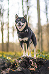 Shiba Inu R�de