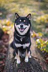 Shiba Inu R�de