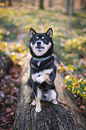 Shiba Inu R�de