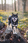 Shiba Inu R�de