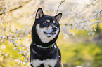 Shiba Inu R�de