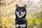 Shiba Inu R�de