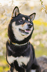Shiba Inu R�de