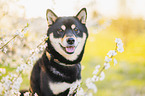Shiba Inu R�de