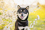 Shiba Inu R�de
