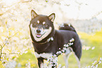Shiba Inu R�de