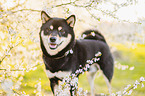 Shiba Inu R�de
