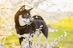 Shiba Inu R�de