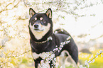 Shiba Inu R�de