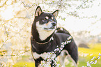 Shiba Inu R�de