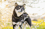 Shiba Inu R�de
