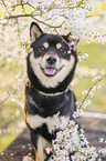 Shiba Inu R�de