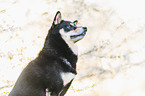 Shiba Inu R�de