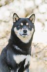Shiba Inu R�de