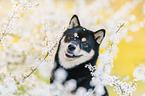 Shiba Inu R�de