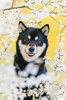 Shiba Inu R�de
