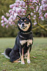 Shiba Inu R�de