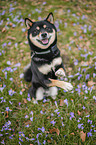 Shiba Inu R�de