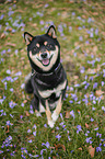 Shiba Inu R�de