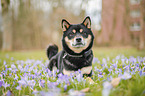 Shiba Inu R�de