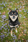 Shiba Inu R�de