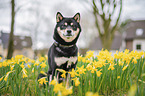 Shiba Inu R�de