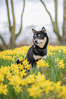 Shiba Inu R�de