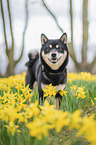 Shiba Inu R�de