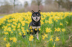 Shiba Inu R�de