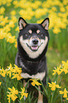 Shiba Inu R�de