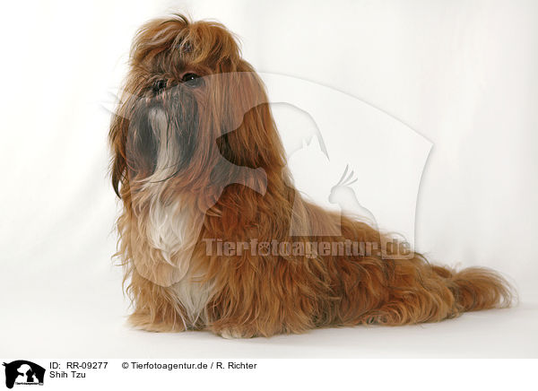 Shih Tzu / Shih Tzu / RR-09277