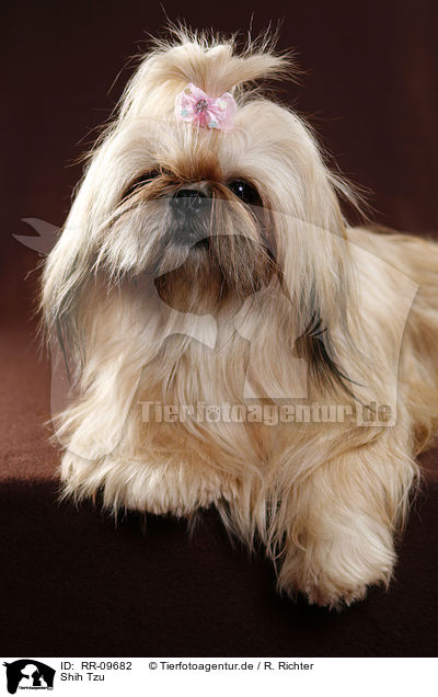 Shih Tzu / Shih Tzu / RR-09682