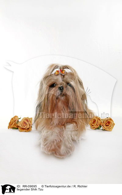 liegender Shih Tzu / lying Shih Tzu / RR-09695