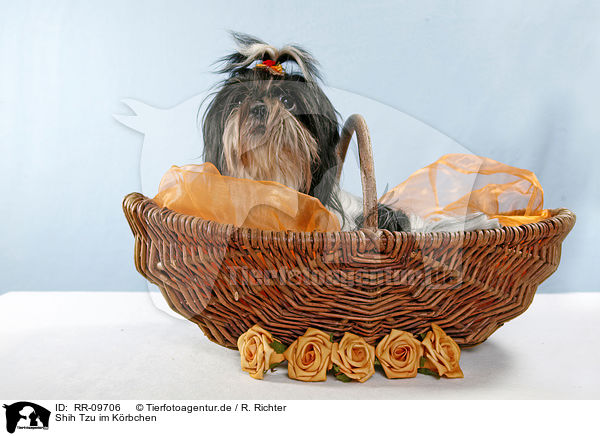 Shih Tzu im Krbchen / Shih Tzu in basket / RR-09706