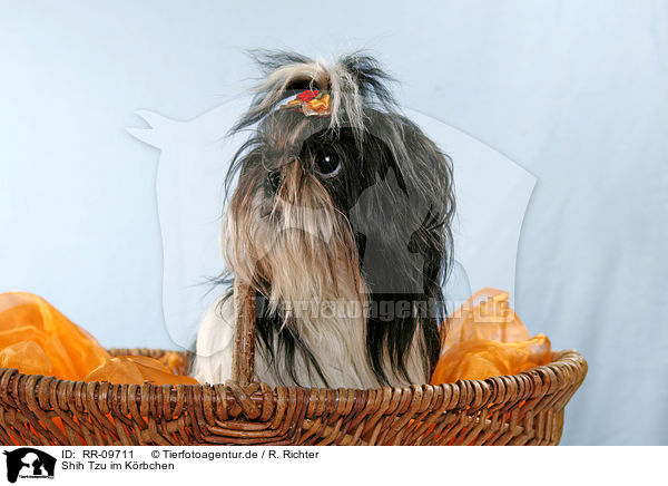 Shih Tzu im Krbchen / RR-09711